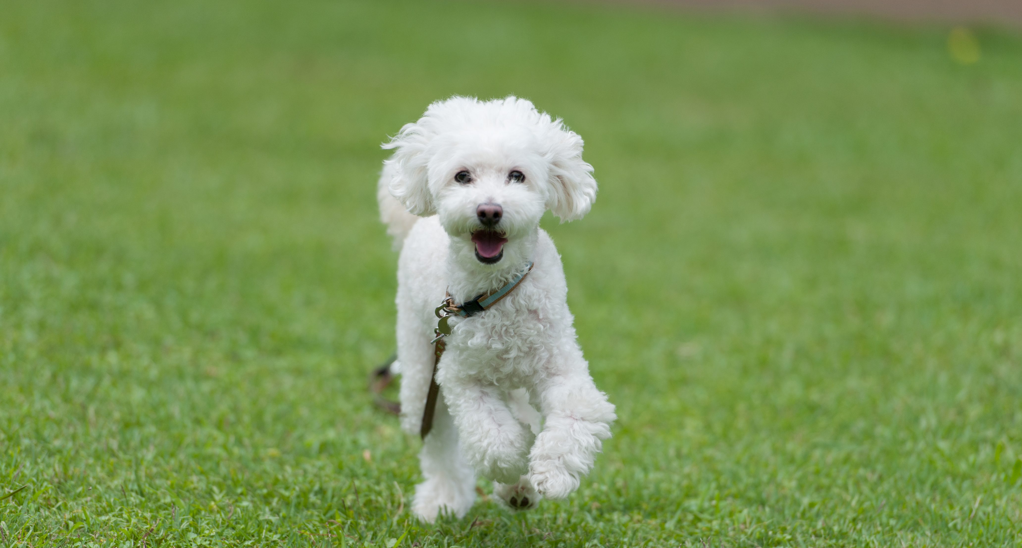 Cve-2014-3566 - Poodle - Dogsbody Technology